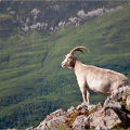Mountain Goat on Sgorr nam Fiannaidh.jpg